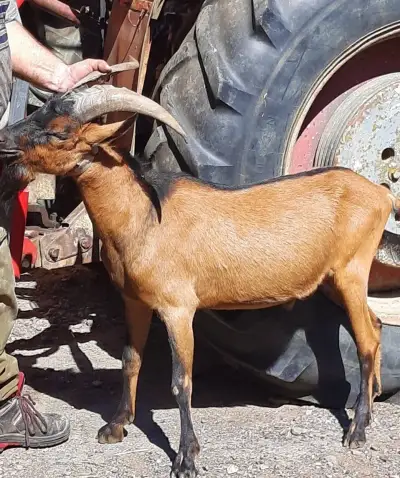 Kozel