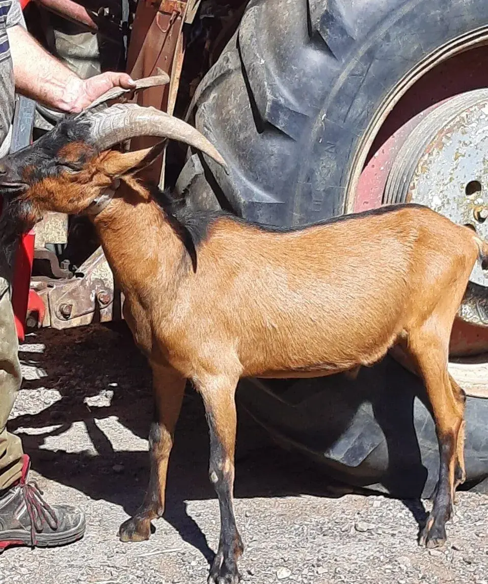 Kozel