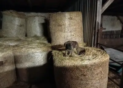 Cane Corso štěně