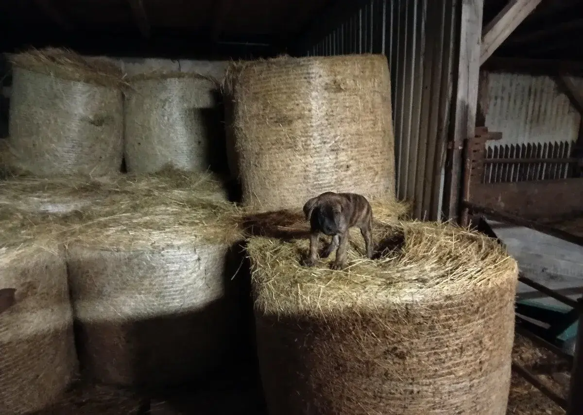 Cane Corso štěně