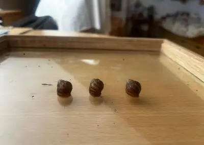 Achatiny k odběru zdarma