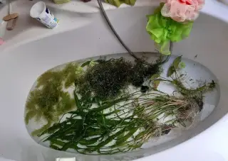 Akvarijní rostliny