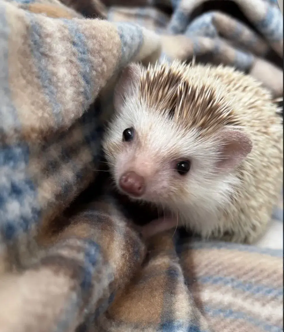 Ježek bělobřichý
