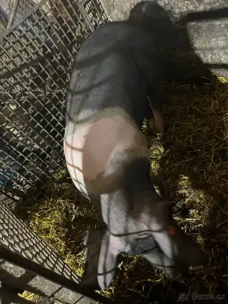 Přeštické prase