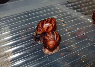 Archachatina marginata suturalis Ghana