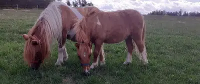 Shetland pony - hřebeček s PP