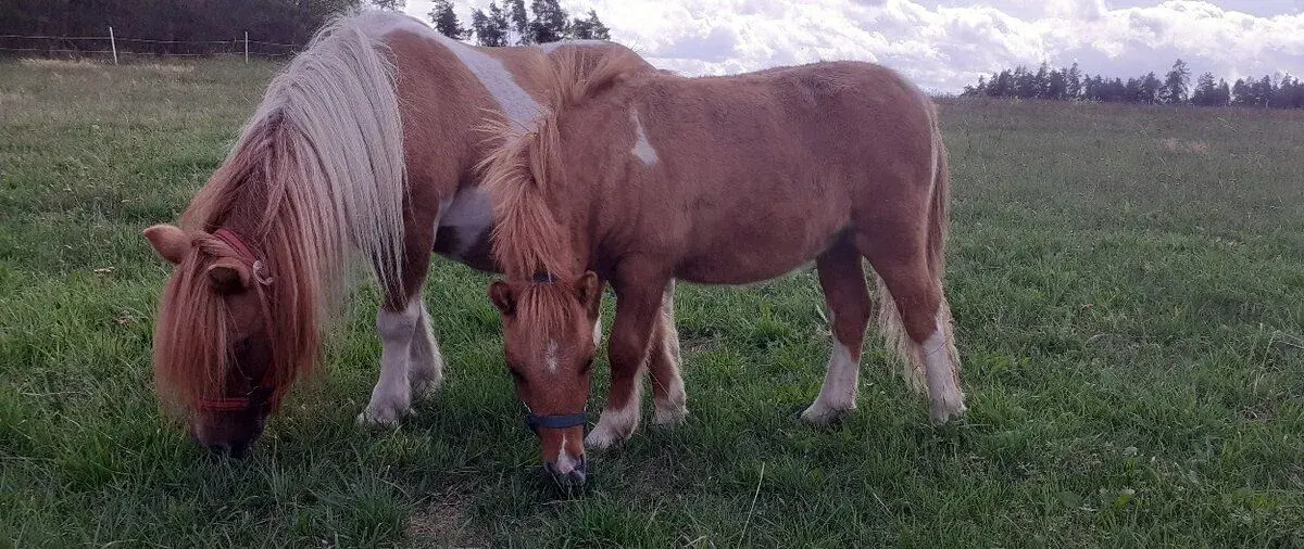 Shetland pony - hřebeček s PP