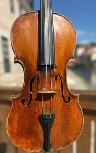 Viola 40cm
