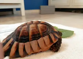 Želva vroubená - (sameček, 7, sexuálně vyspelý)