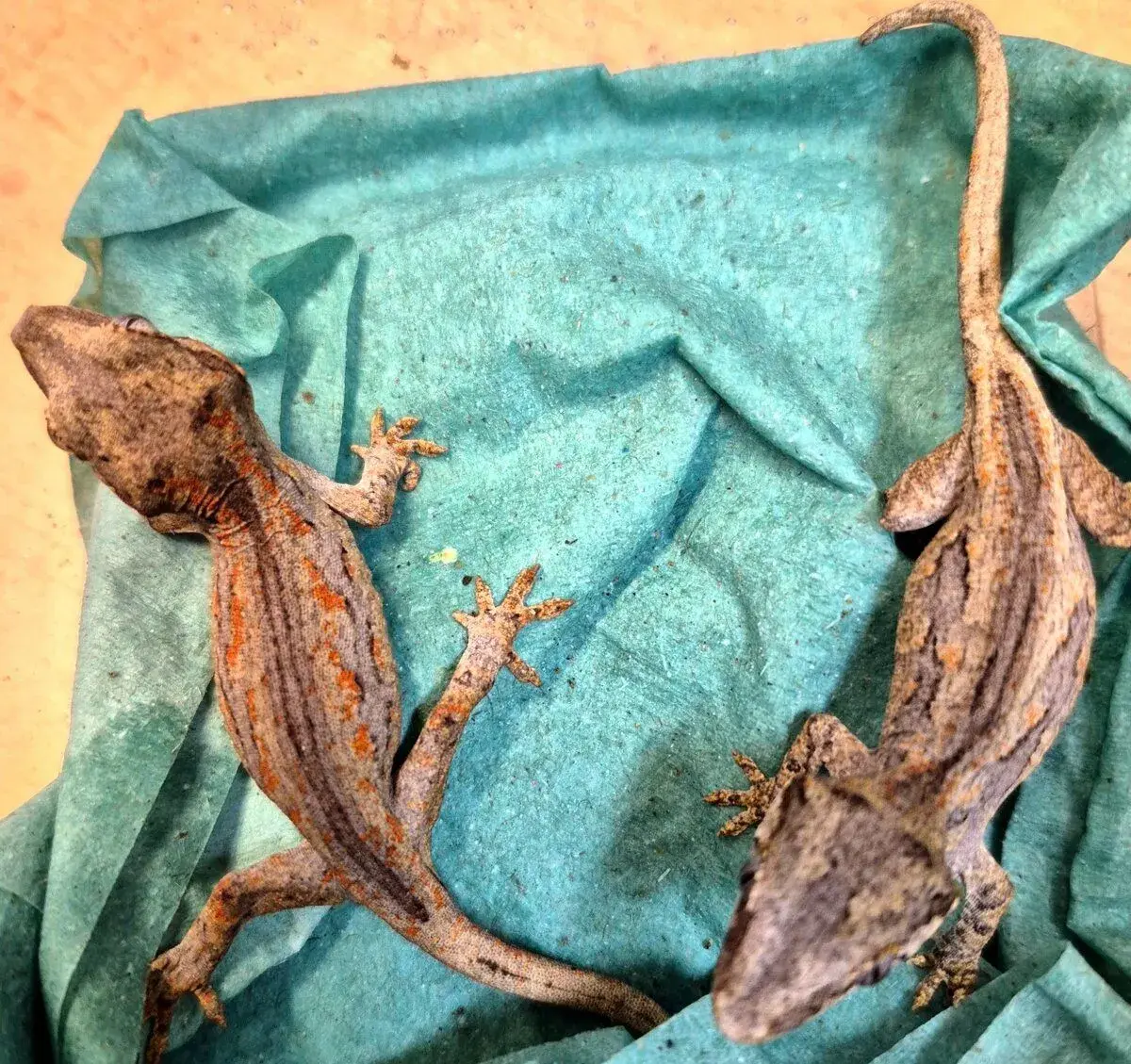 Rhacodactylus auriculatus