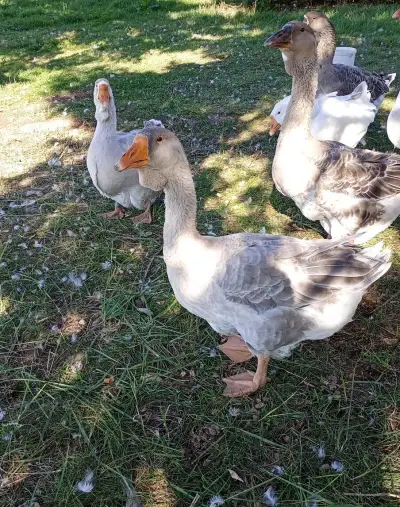 Cholmogor housata