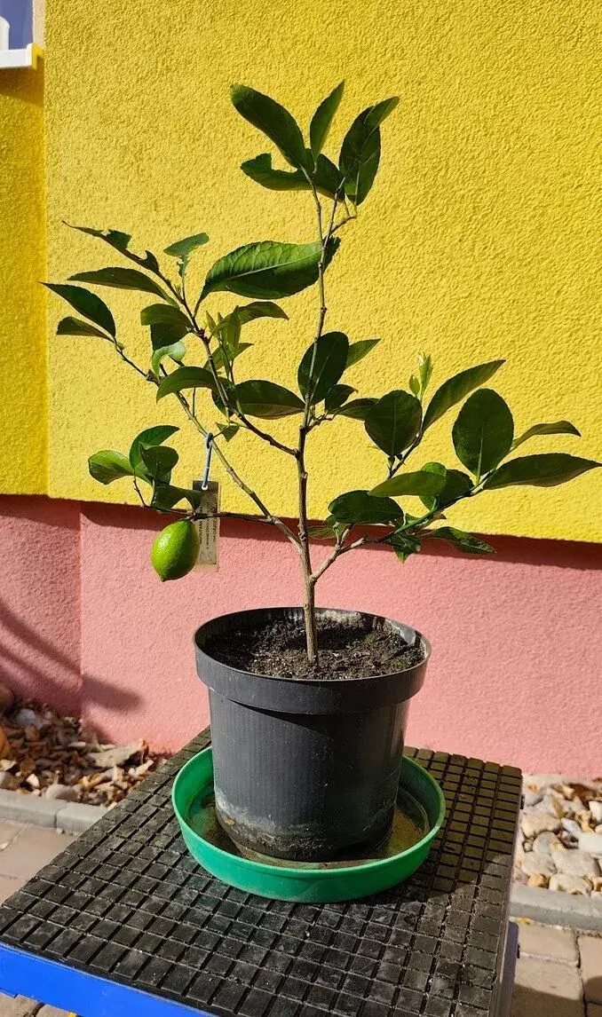 Plodící citrus West Indian (21c)