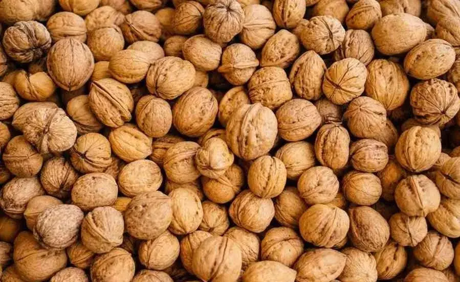 Vlašské ořechy bio letošní