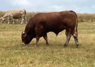Plemeny býk