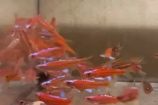 Notropis chrosomus - Jeleček duhový - jezírkové i akvarijní