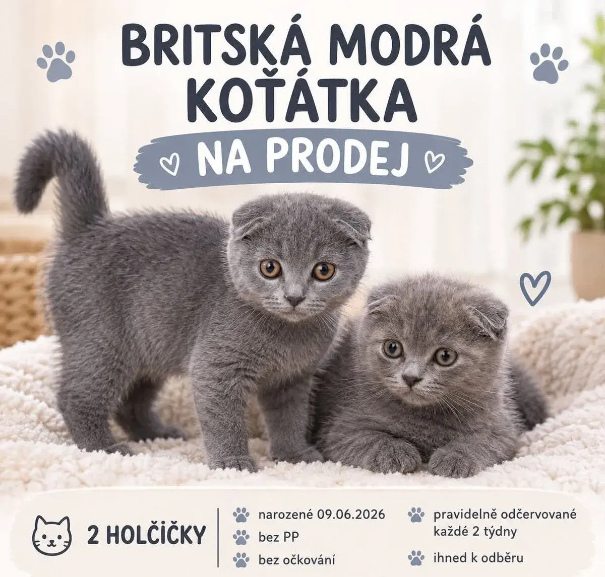 Koťátka