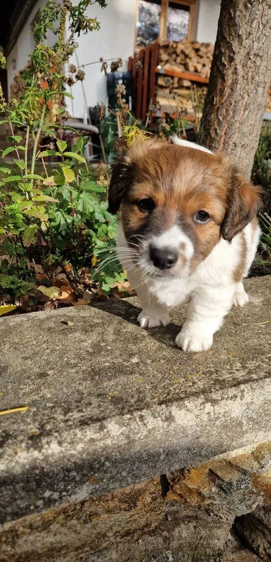 Jack russel terier - štěňata 8 týdnů