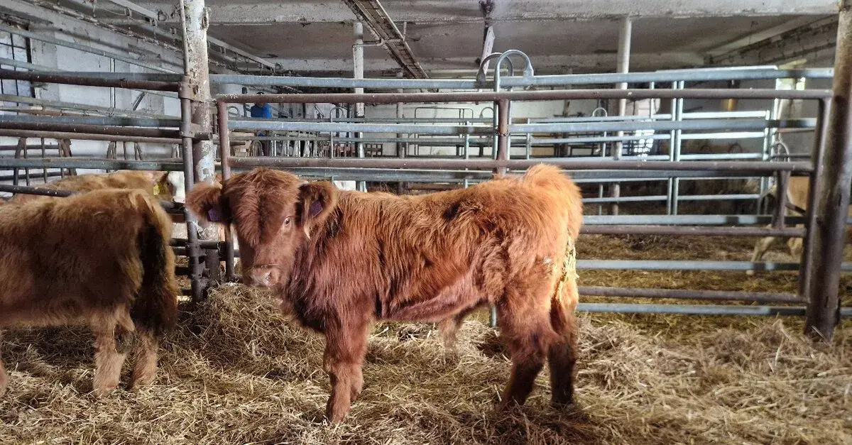 Highland – skotský náhorní skot – prodej
