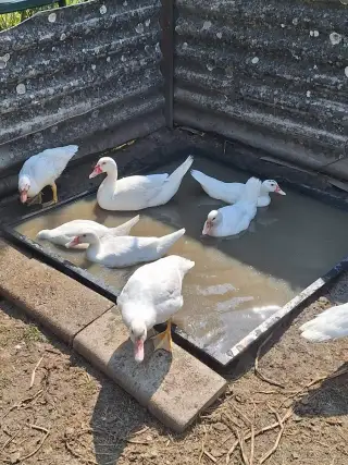 Kačeny pižmové
