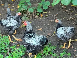 kohouti Wyandotka velká stříbrná