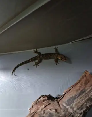 Gekon panenský (Lepidodactylus lugubris)