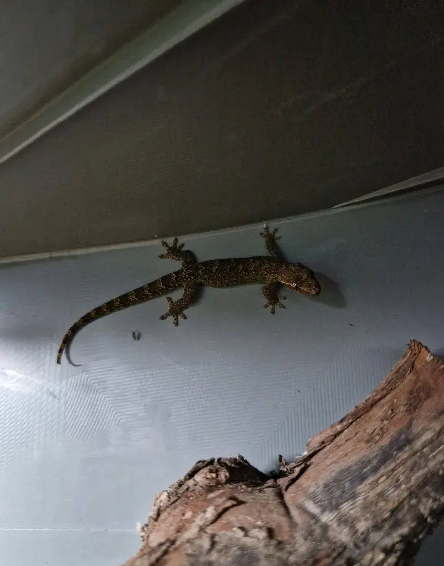 Gekon panenský (Lepidodactylus lugubris)