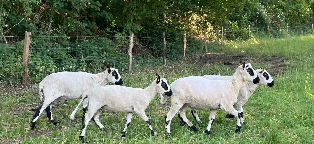 Kerry Hill s POP