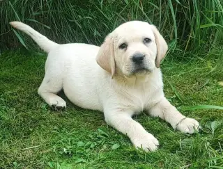 Labrador s PP, nádherná světlá dvě štěňátka