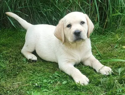 Labrador s PP, nádherná světlá dvě štěňátka