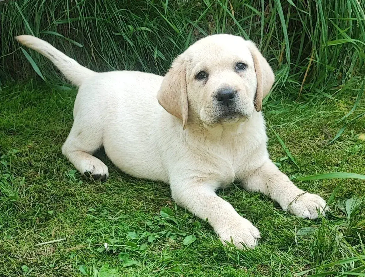 Labrador s PP, nádherná světlá dvě štěňátka