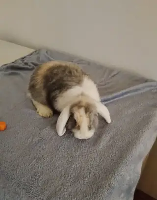 Miminka zakrslých beránků