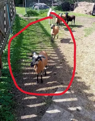 Jehňata kamerunské ovce