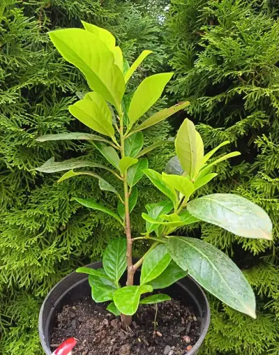 Bobkovišně NOVITA 60-70 cm
