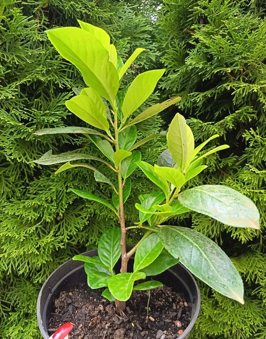 Bobkovišně NOVITA 60-70 cm