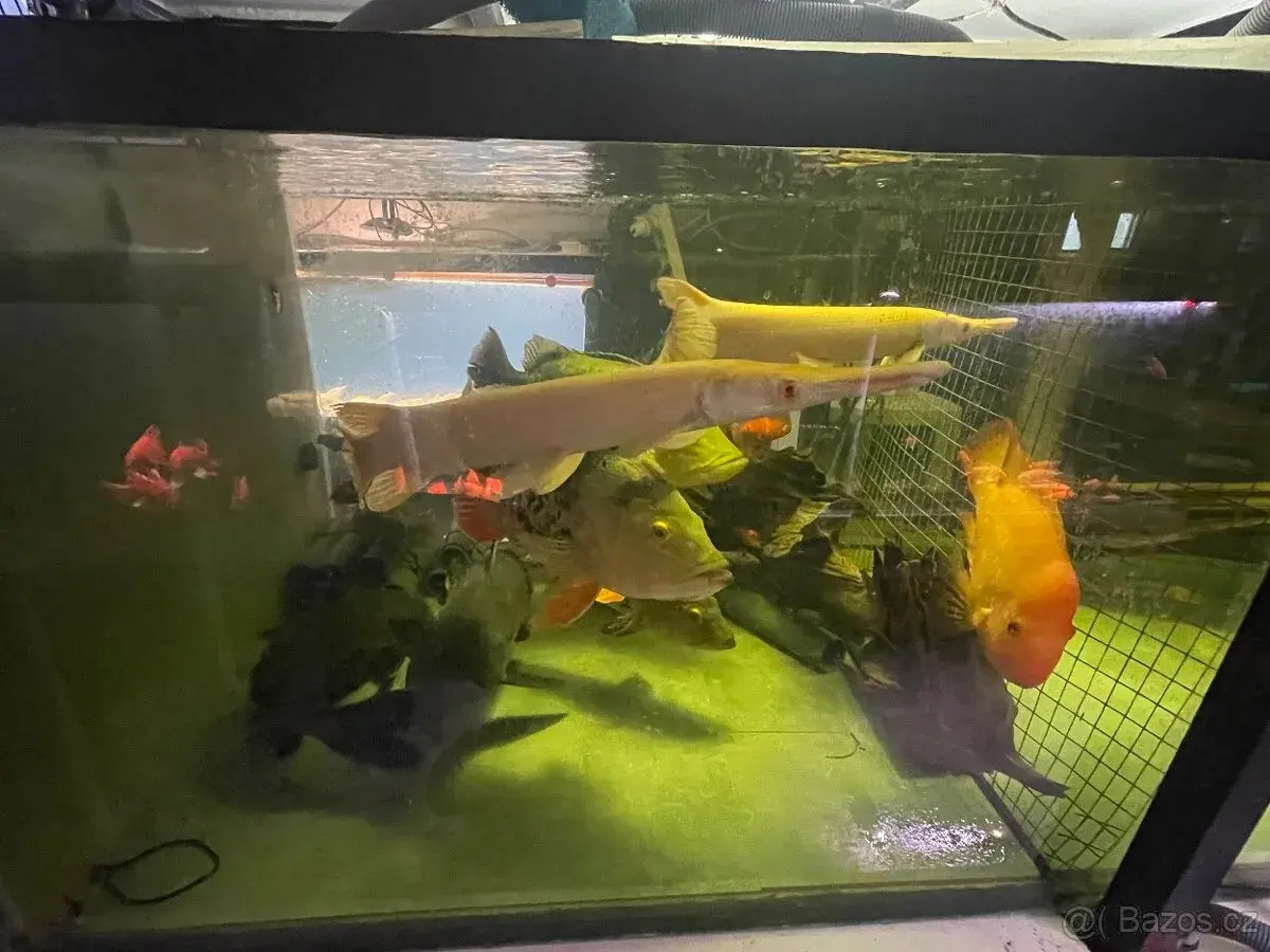 Ryby Aligator ab, cichla, sumce.