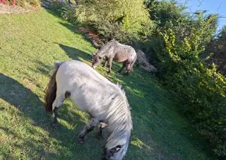 Minihorse kobylky
