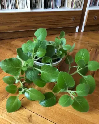 Rýmovník (plecranthus)