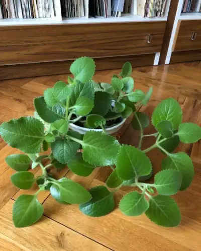 Rýmovník (plecranthus)