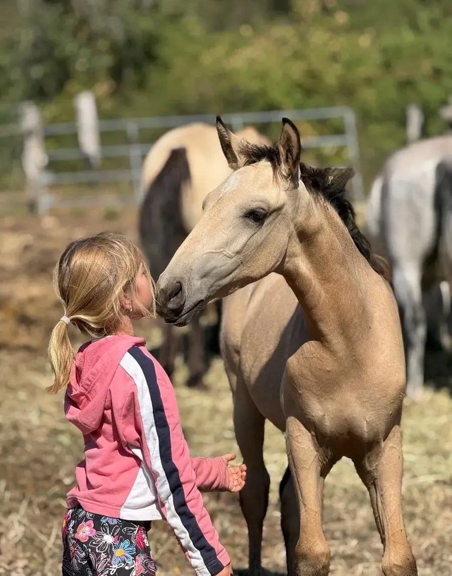 Lusitano klisna PSL letošní hříbě od chovatele