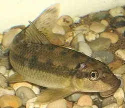 Prisavka thajska cca 8cm
