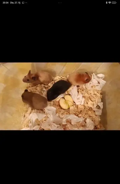 Křeček syrský - mláďata s výpisem předků