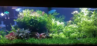 Akvarijní rostlinky a krevetky Red Cherry