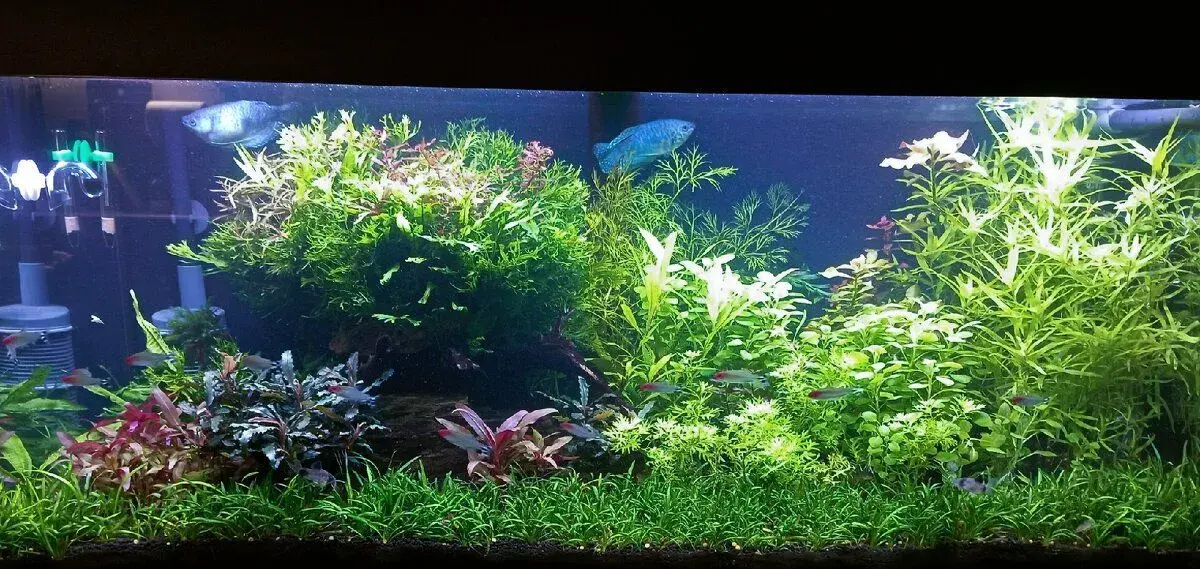 Akvarijní rostlinky a krevetky Red Cherry