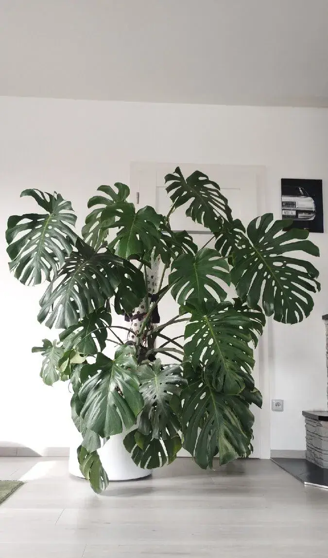 Monstera Deliciosa