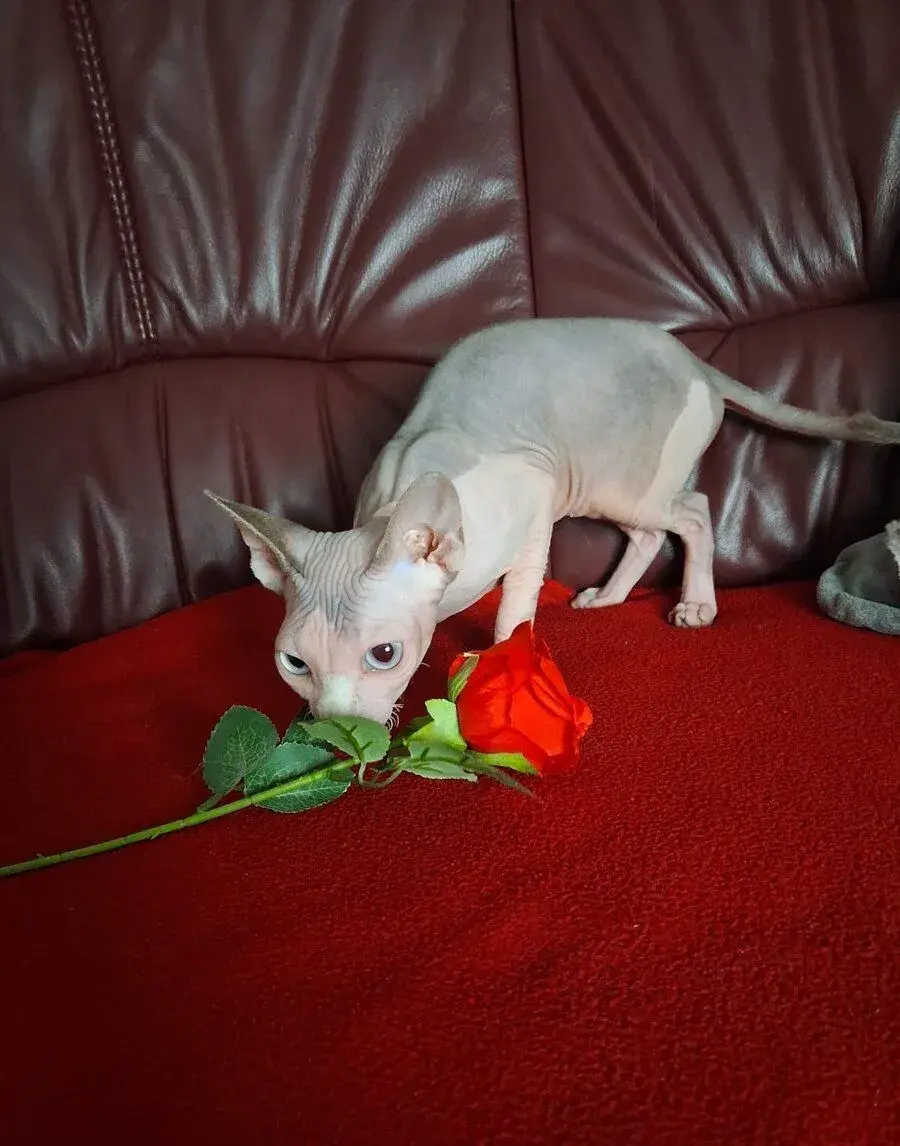 Kanadský Sphynx s PP