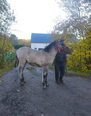 Koník polský hucul velmi