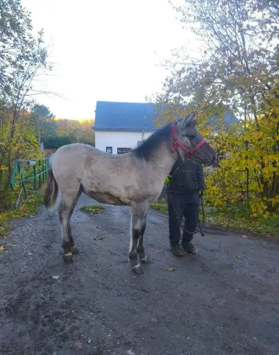 Koník polský hucul velmi