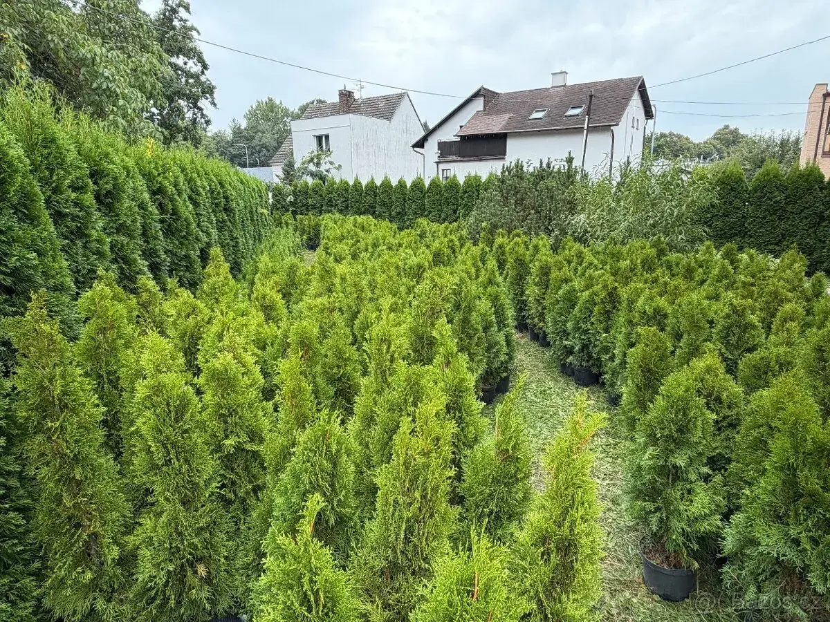 Thůje Smaragd 60-150 cm