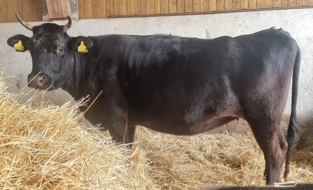 Kráva 75% wagyu