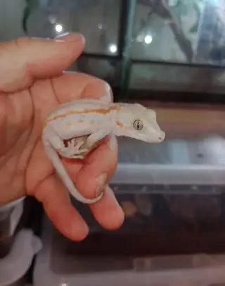 Pagekon hrbolkohlavý (Rhacodactylus auriculatus)